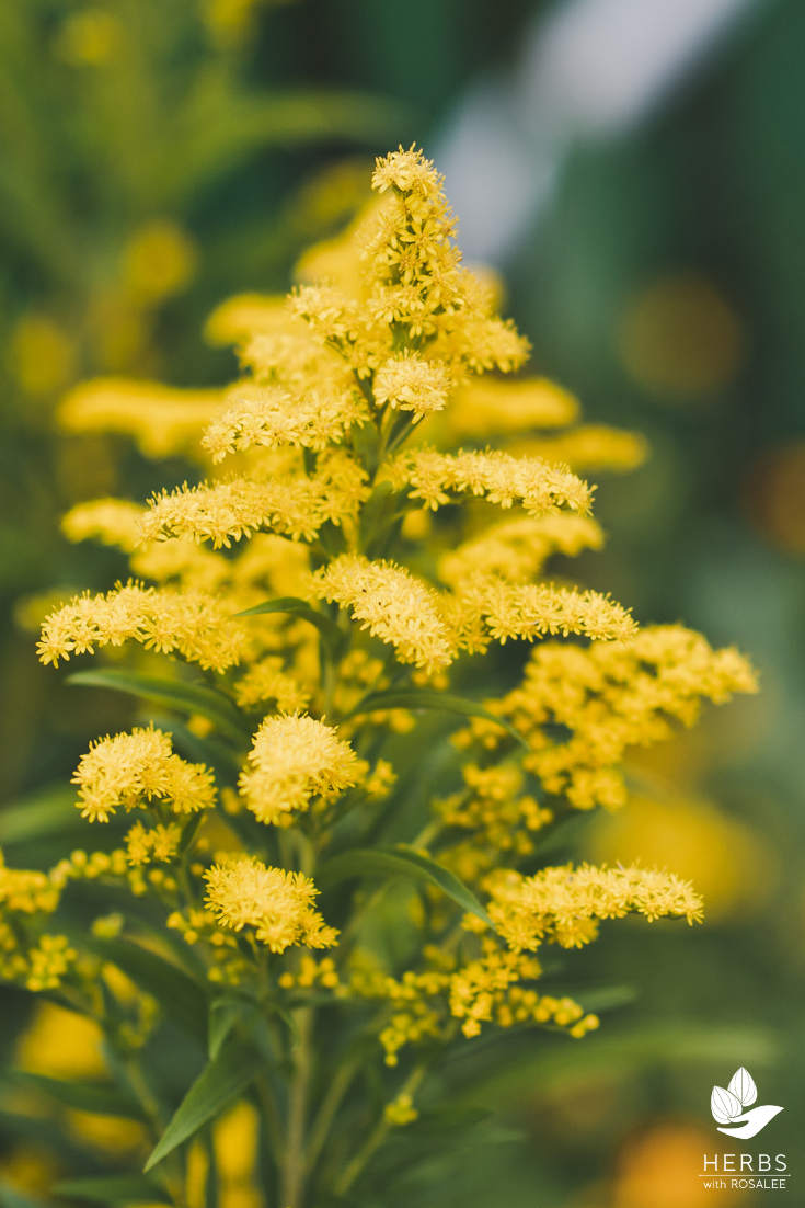 information about goldenrod