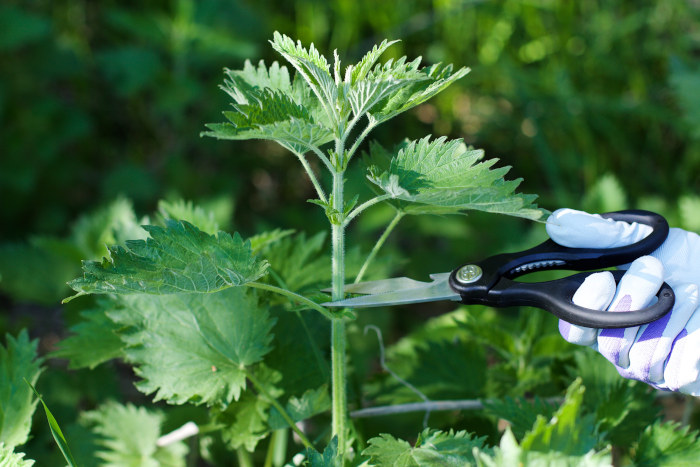 harvesting nettles