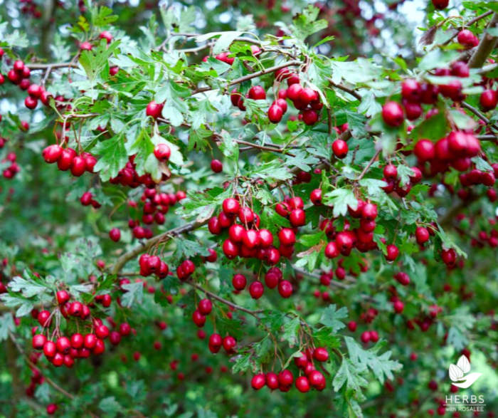 hawthorn herb