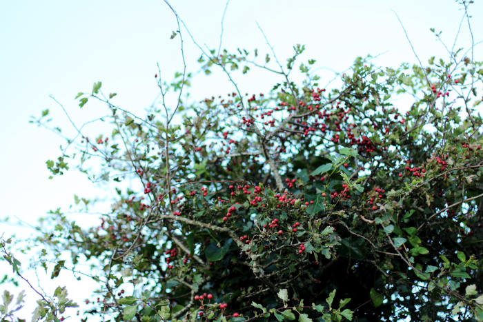 hawthorn hedges