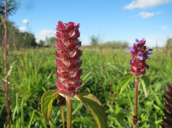 Self Heal Herb