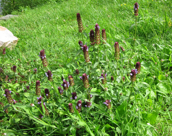 Self Heal Herb