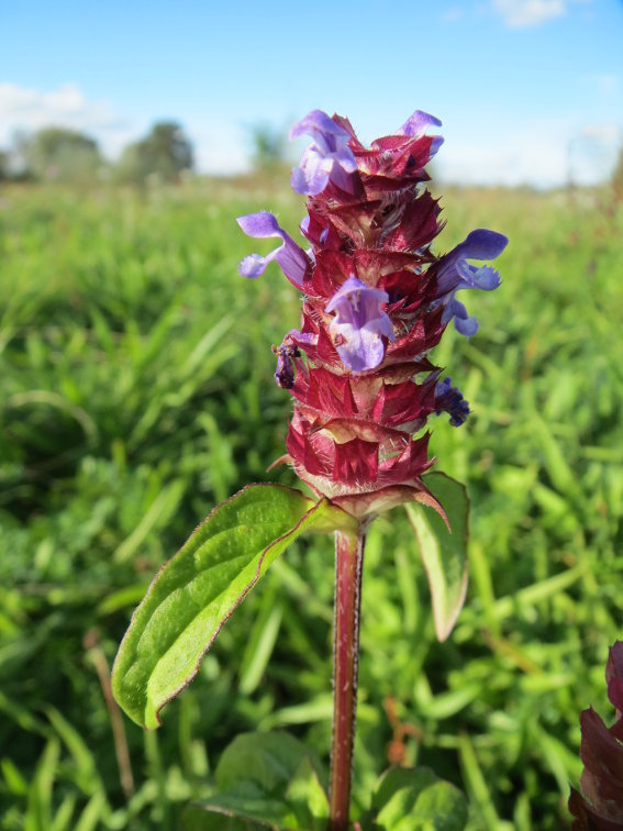 Self Heal Herb