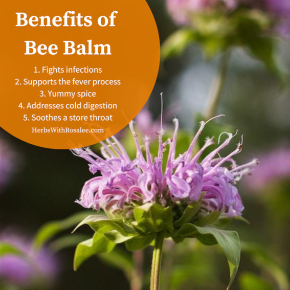 health benefits of bee balm