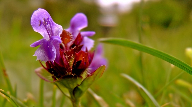 Self Heal Herb