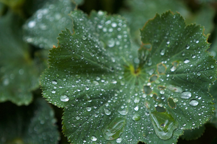 lady's mantle