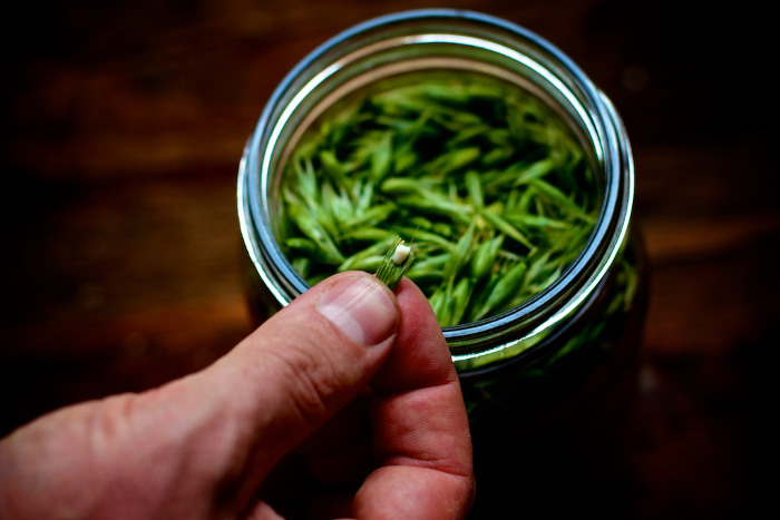 homemade herbal tinctures