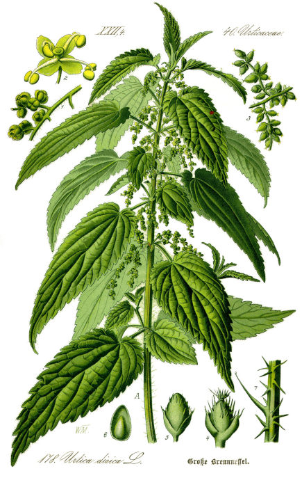 nettle botany