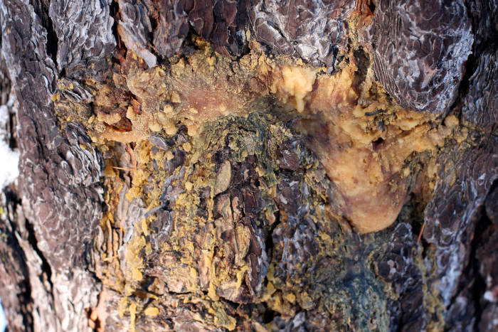 pine resin