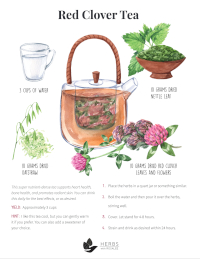 red clover tea recipe