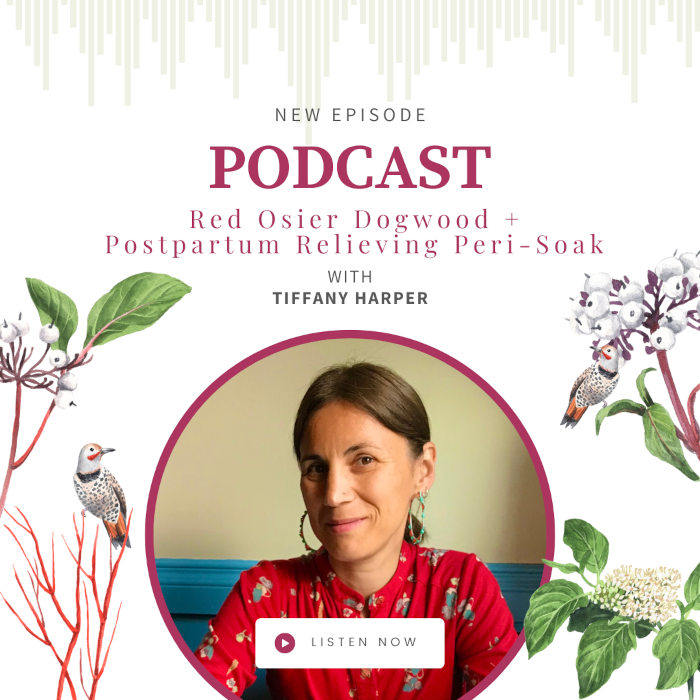 Red Osier Dogwood with Tiffany Harper