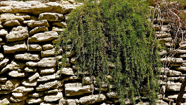 Rosemary Health Benefits