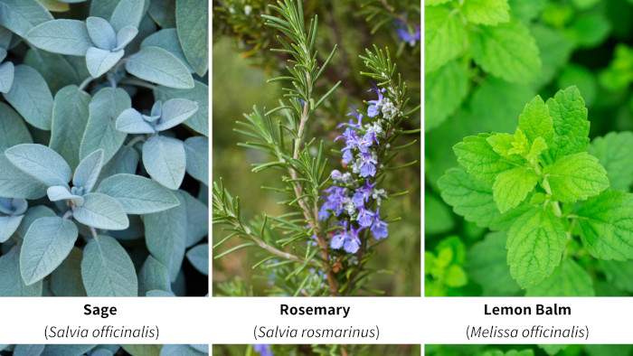 Sage, Rosemary, and Lemon Balm