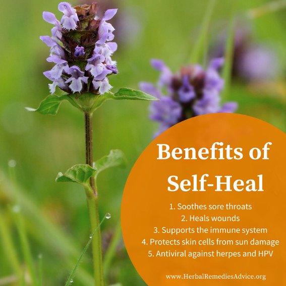 Self Heal Herb Benefits