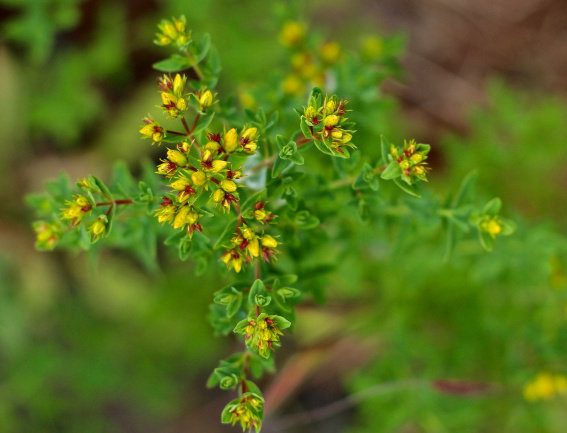 harvesting st johns wort