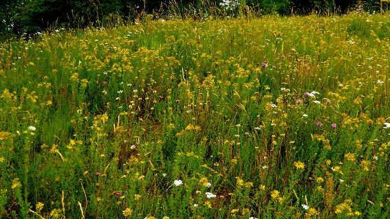 st johns wort pictures