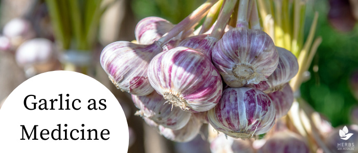 is garlic good for you
