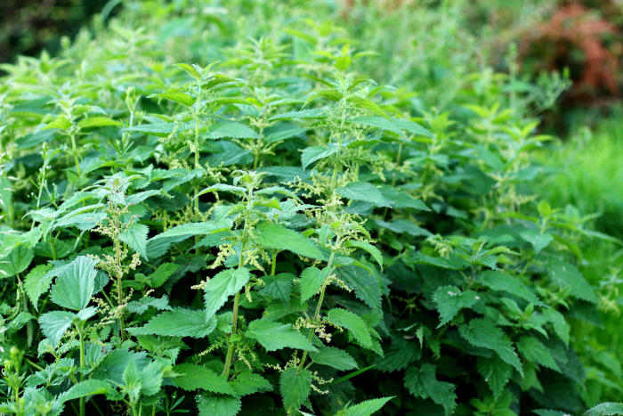 Stinging Nettle