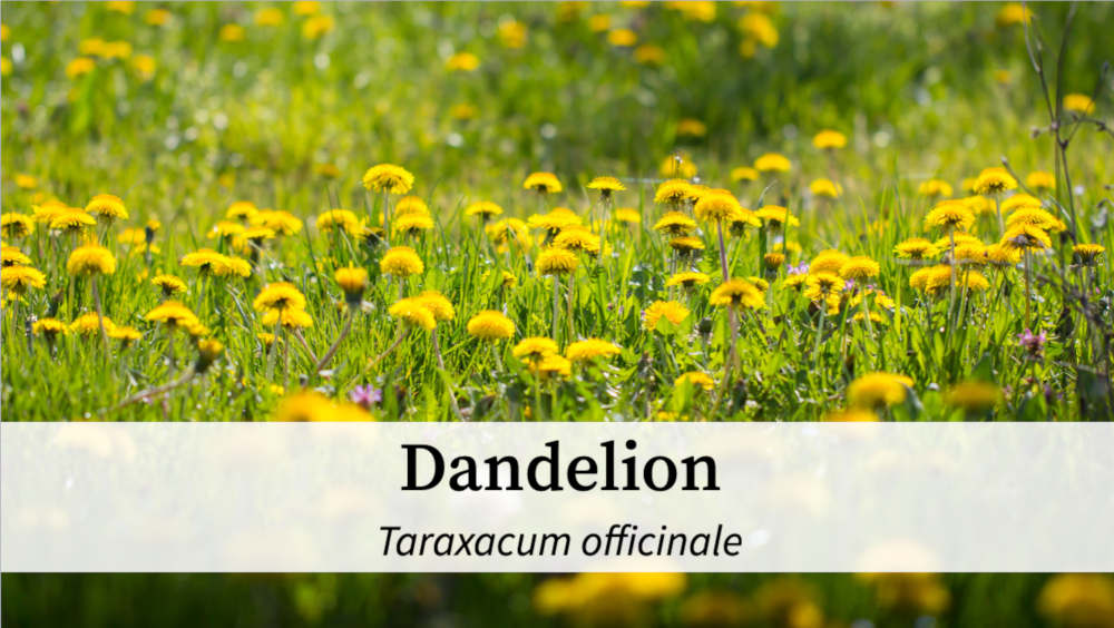 field of dandelions