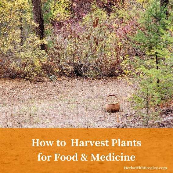 wildcrafting herbs