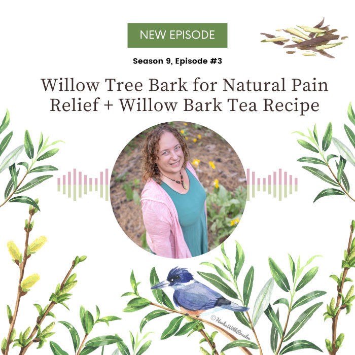 Willow Tree Bark for Natural Pain Relief