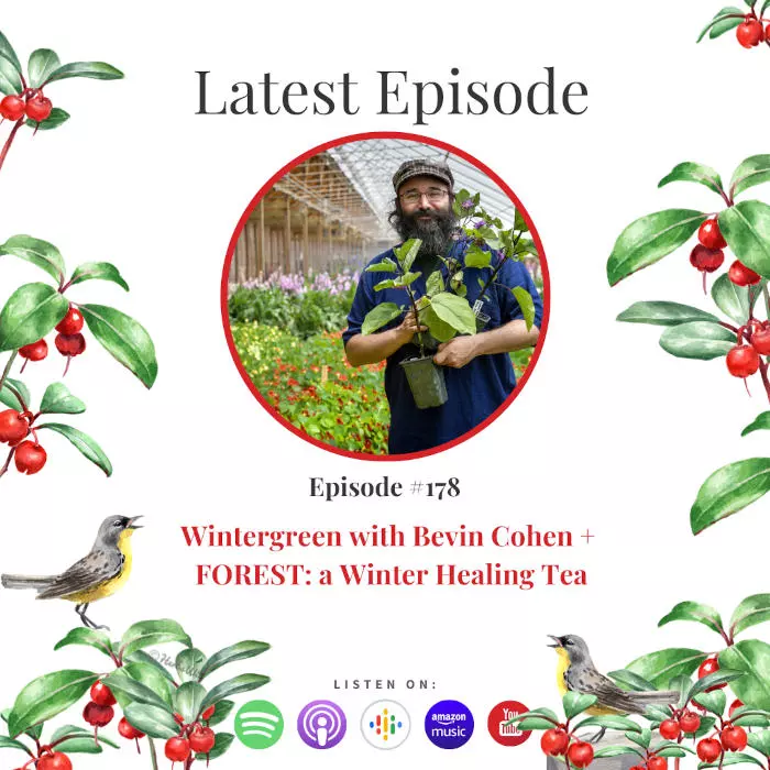 Wintergreen with Bevin Cohen